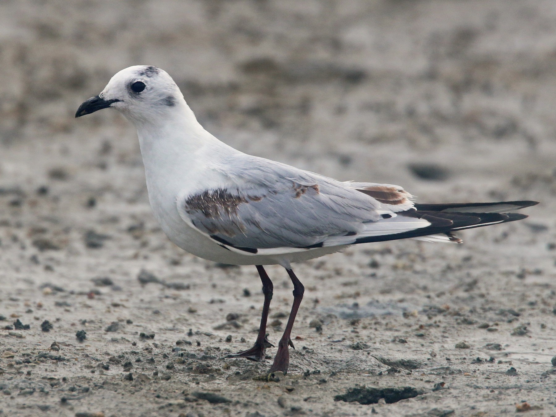 ズグロカモメ Ebird