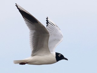 ズグロカモメ - eBird