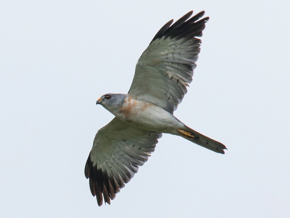 Chinese Sparrowhawk - Wich'yanan Limparungpatthanakij