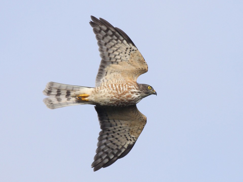 Chinese Sparrowhawk - Chien-wei Tseng