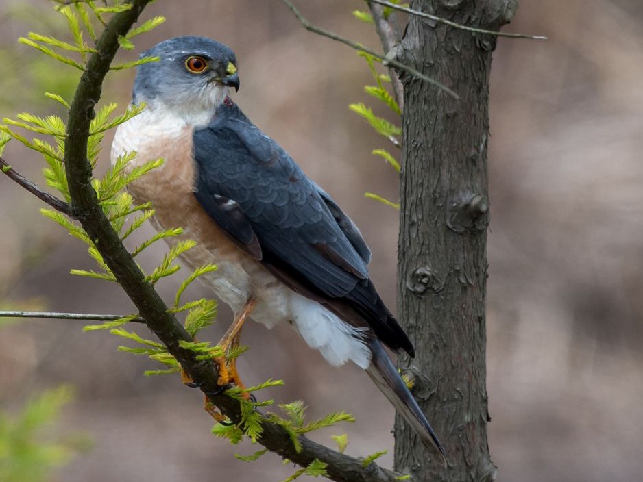 Japanese Sparrowhawk - Kai Pflug