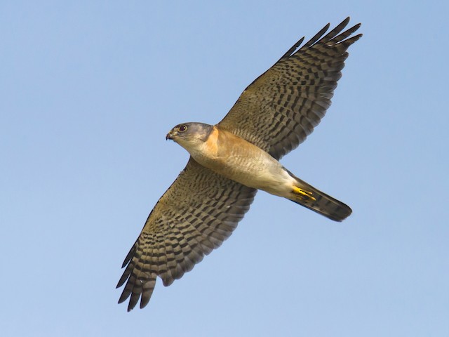 Photos - Japanese Sparrowhawk - Tachyspiza gularis - Birds