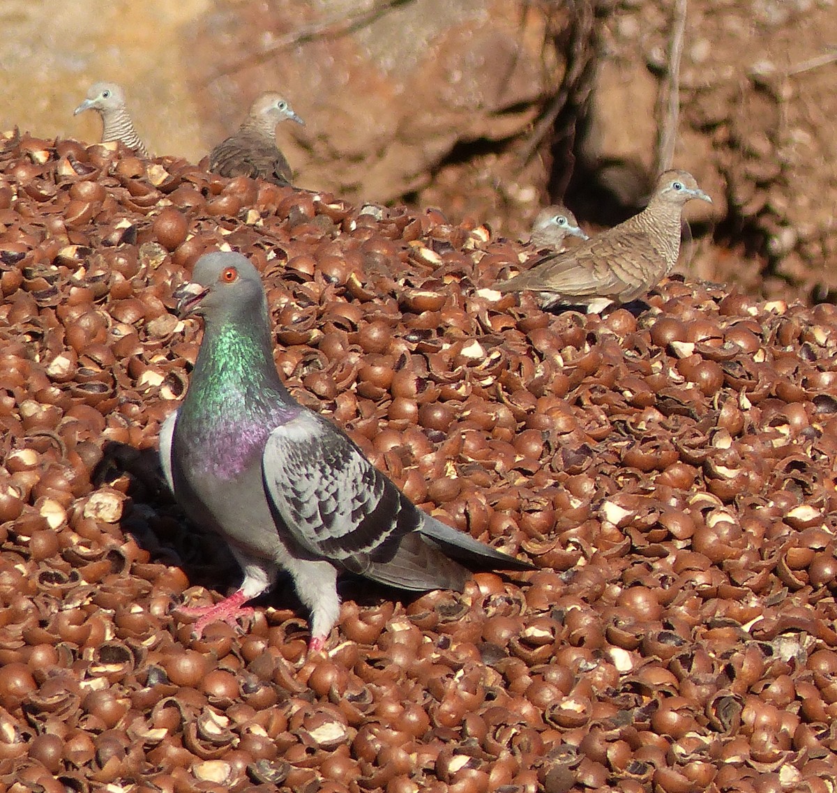 Rock Pigeon (Feral Pigeon) - ML203705781