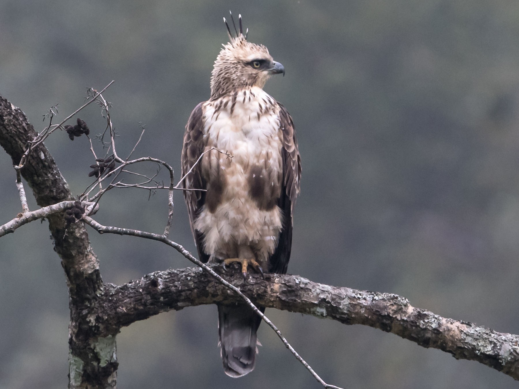 Mountain Hawk-Eagle - Prashant Tewari