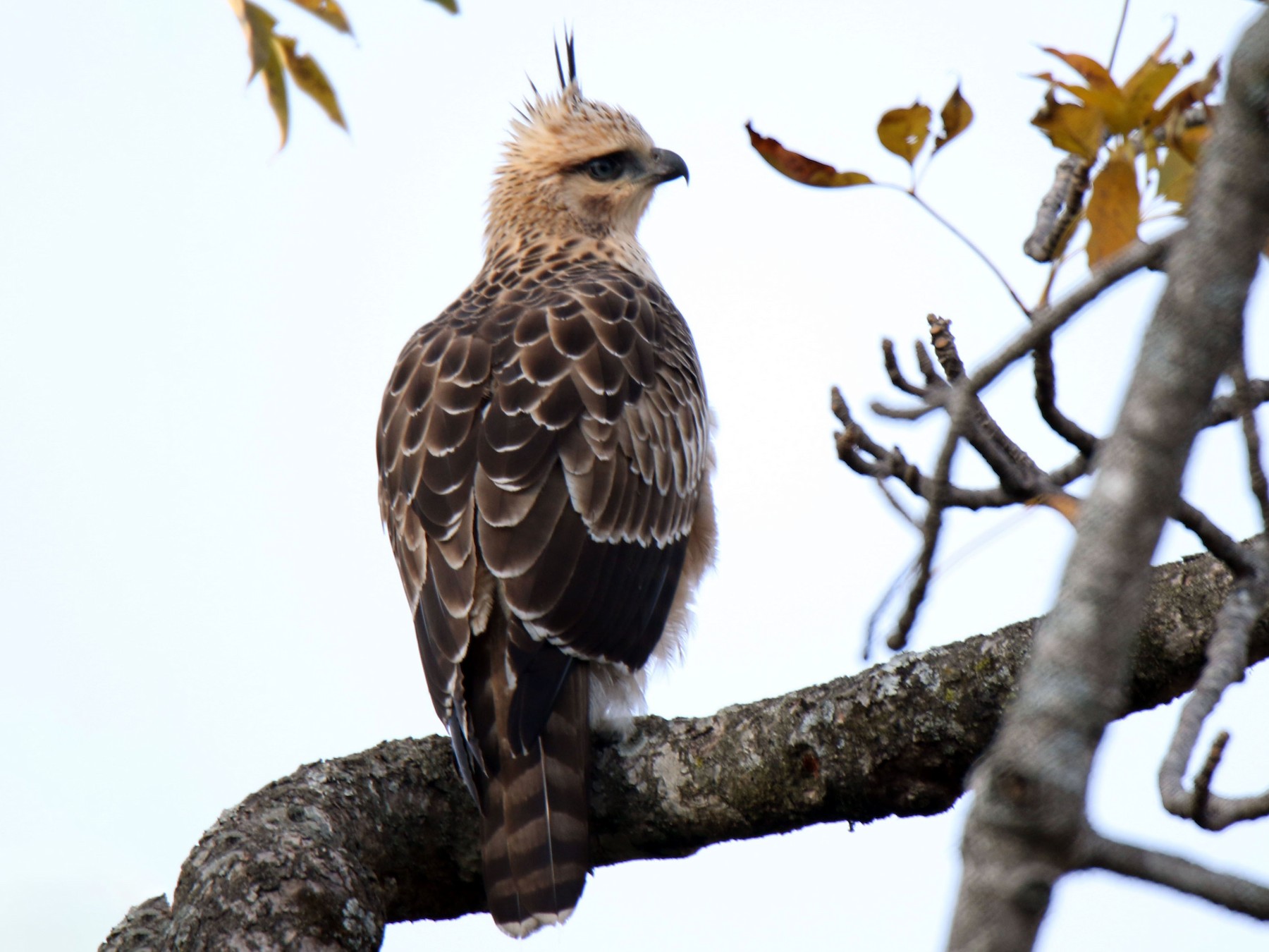 Mountain Hawk-Eagle - Paras Raj Bora