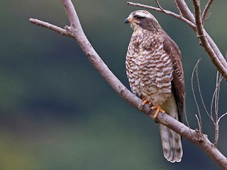 Brazil bird ブラジル　バード　アキツユコ Brazil bird ブラジル バード アキツユコ Brazil bird ブラジル