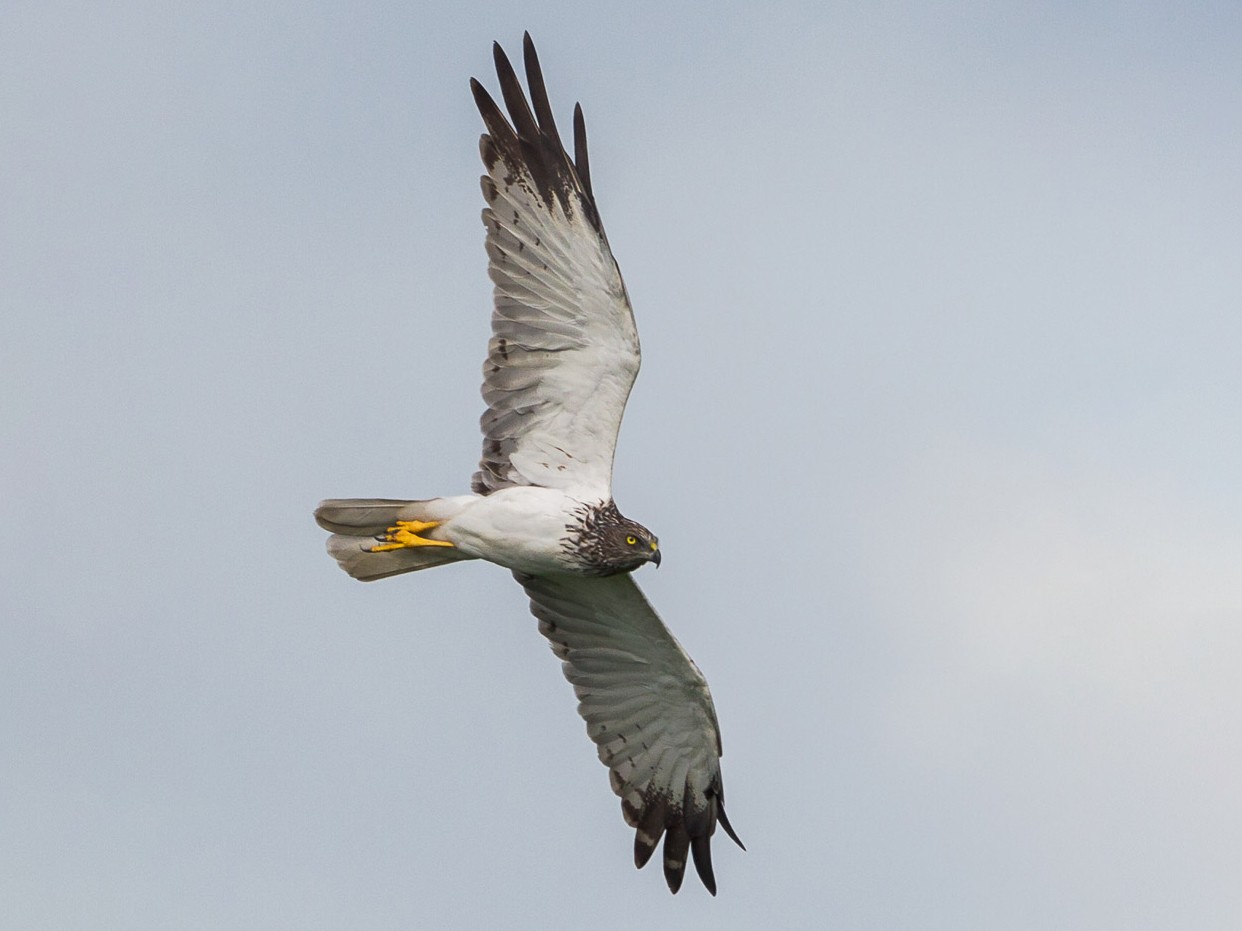 Eastern Marsh Harrier - Francis Yap