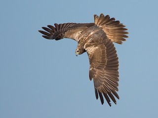 チュウヒ - eBird