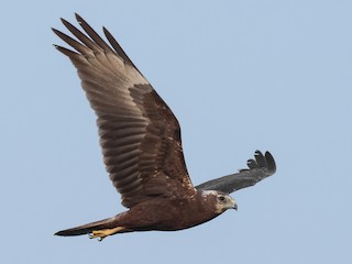 ※ジャンク品　ヨーロッパチュウヒの雄成鳥の剥製 hqdefault.jpg