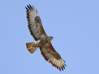  - Eastern Buzzard