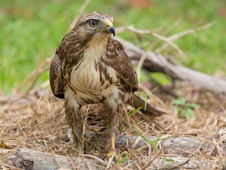  - Eastern Buzzard