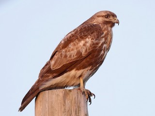  - Eastern Buzzard