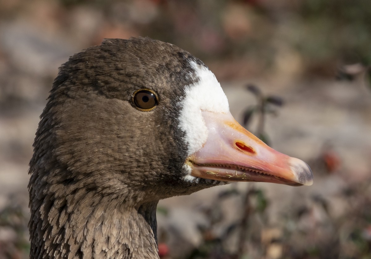 Greater White-fronted Goose - ML203709491