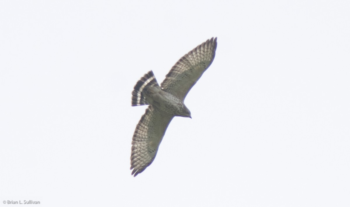 Broad-winged Hawk - ML20371131