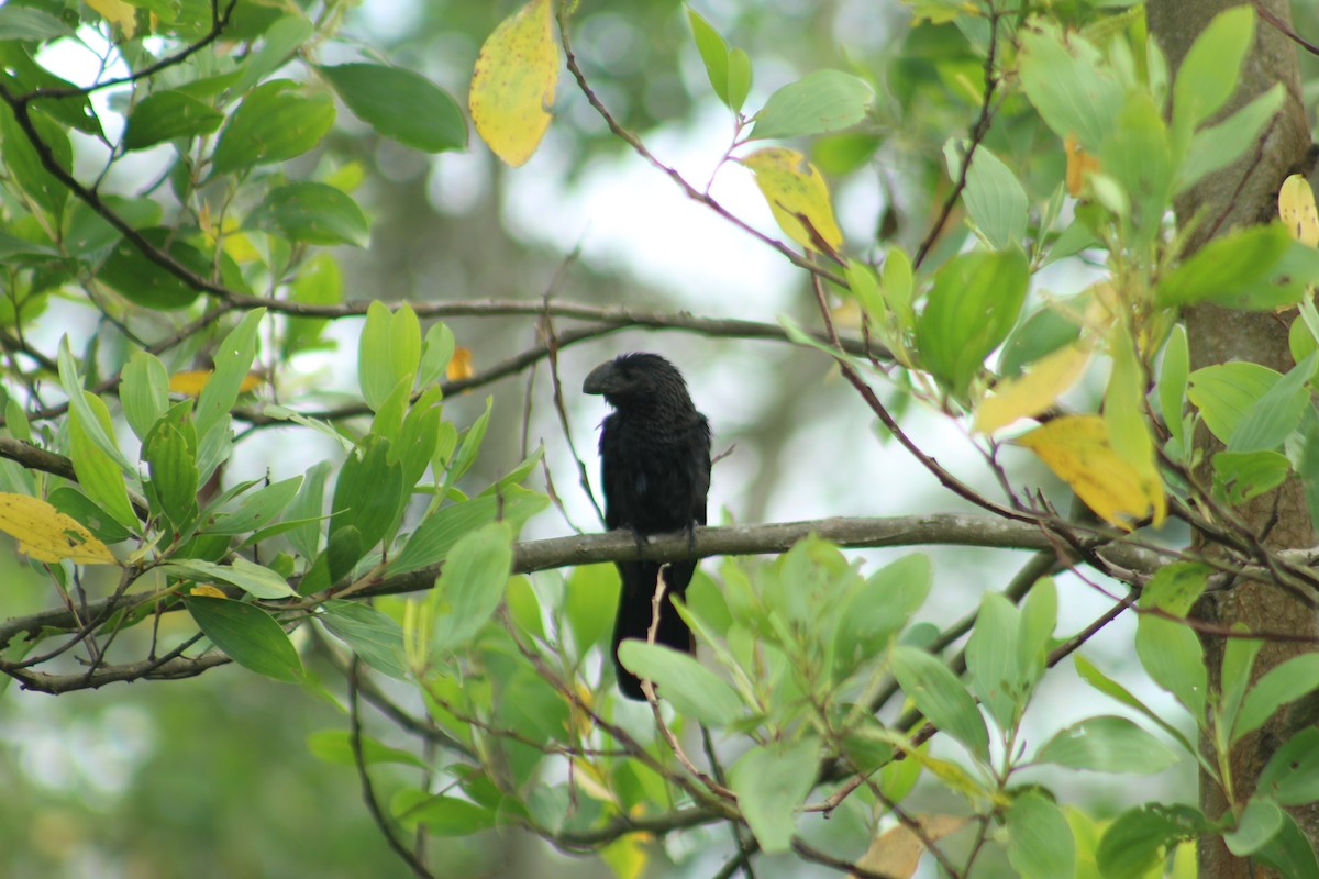 eBird Colombia Checklist - 29 Jan 2020 - Finca Moniyamena, Meta, CO (4. ...