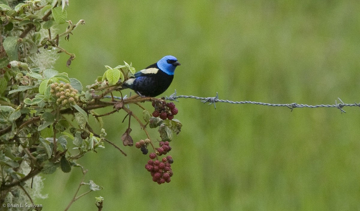 Blue-necked Tanager - ML20371201