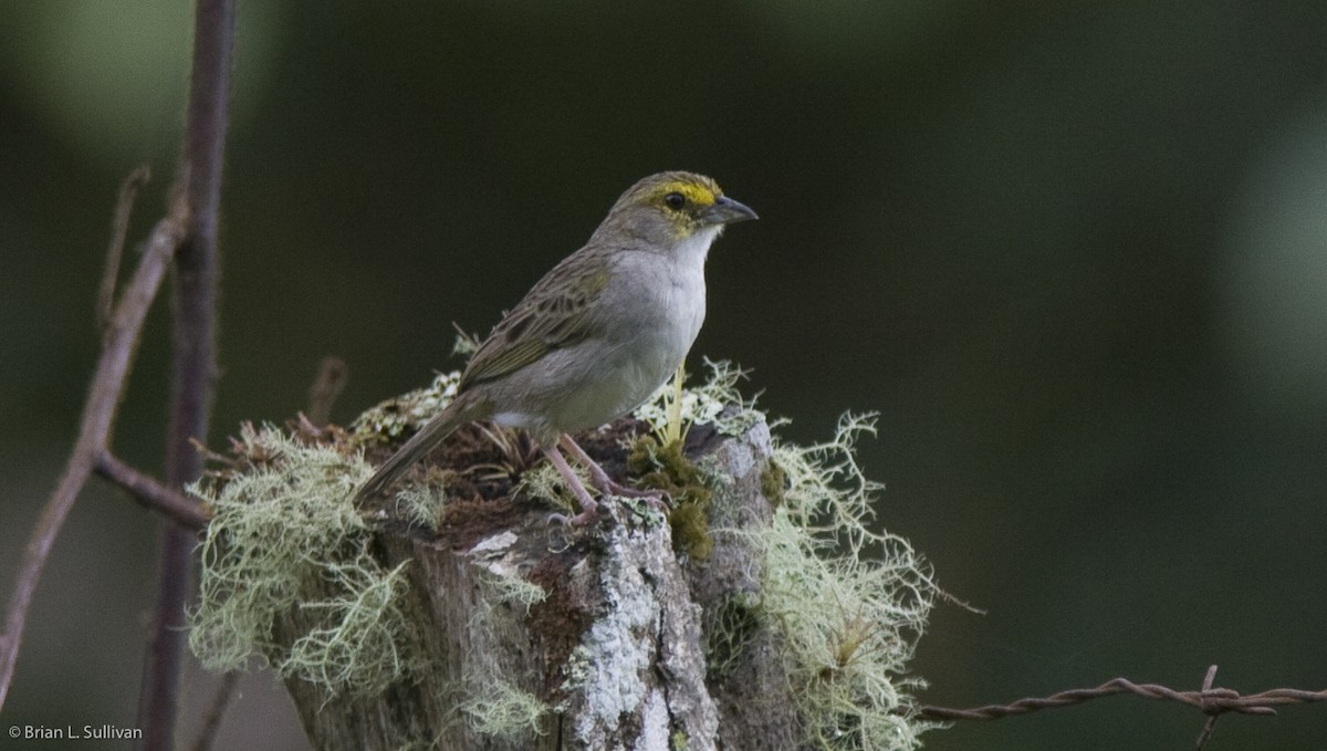 Yellow-browed Sparrow - ML20371221