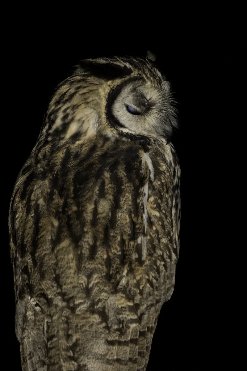 Striped Owl - ML203712841
