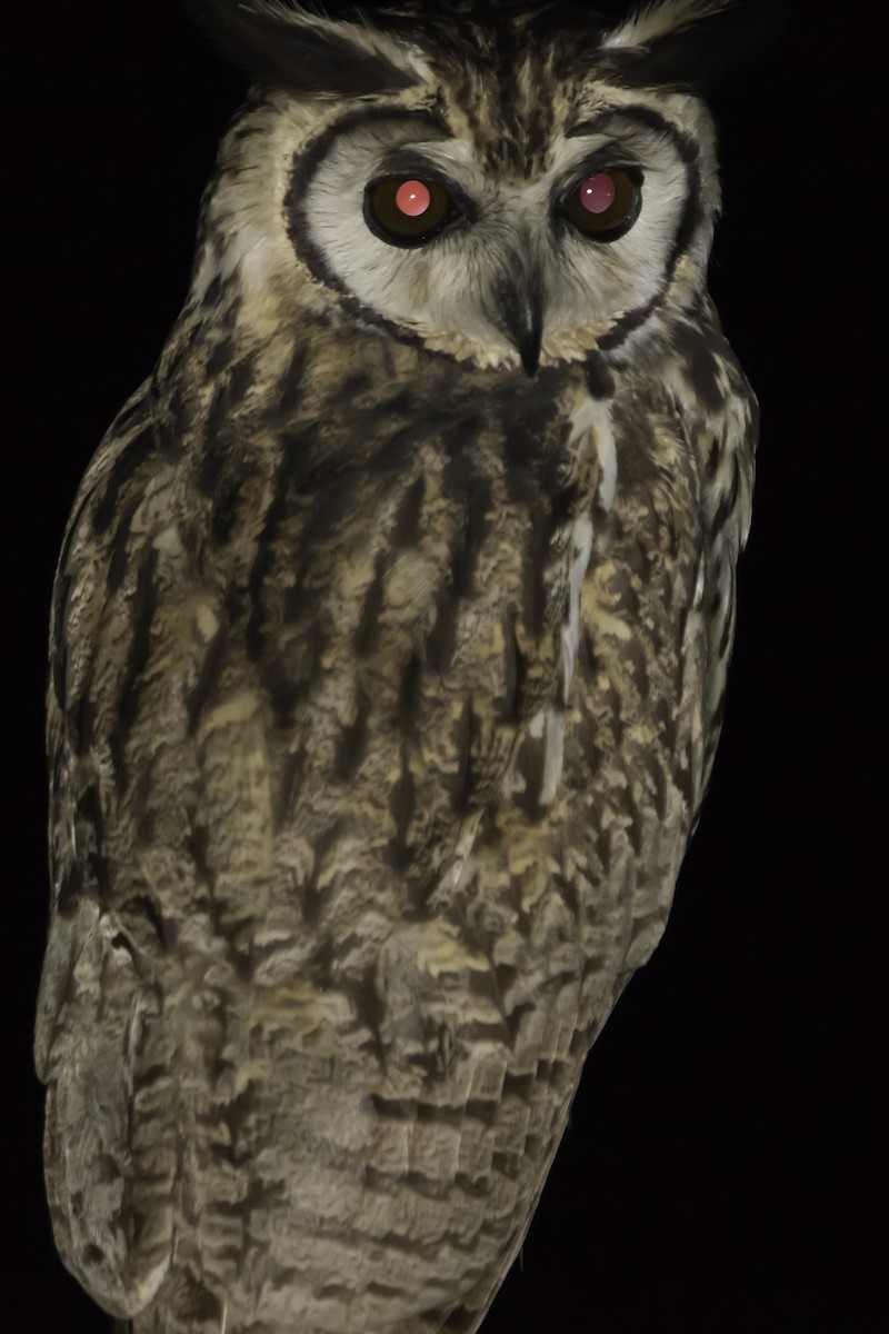 Striped Owl - ML203713011
