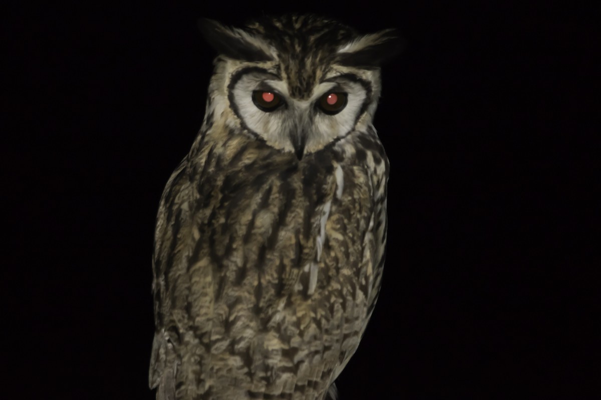 Striped Owl - ML203713051