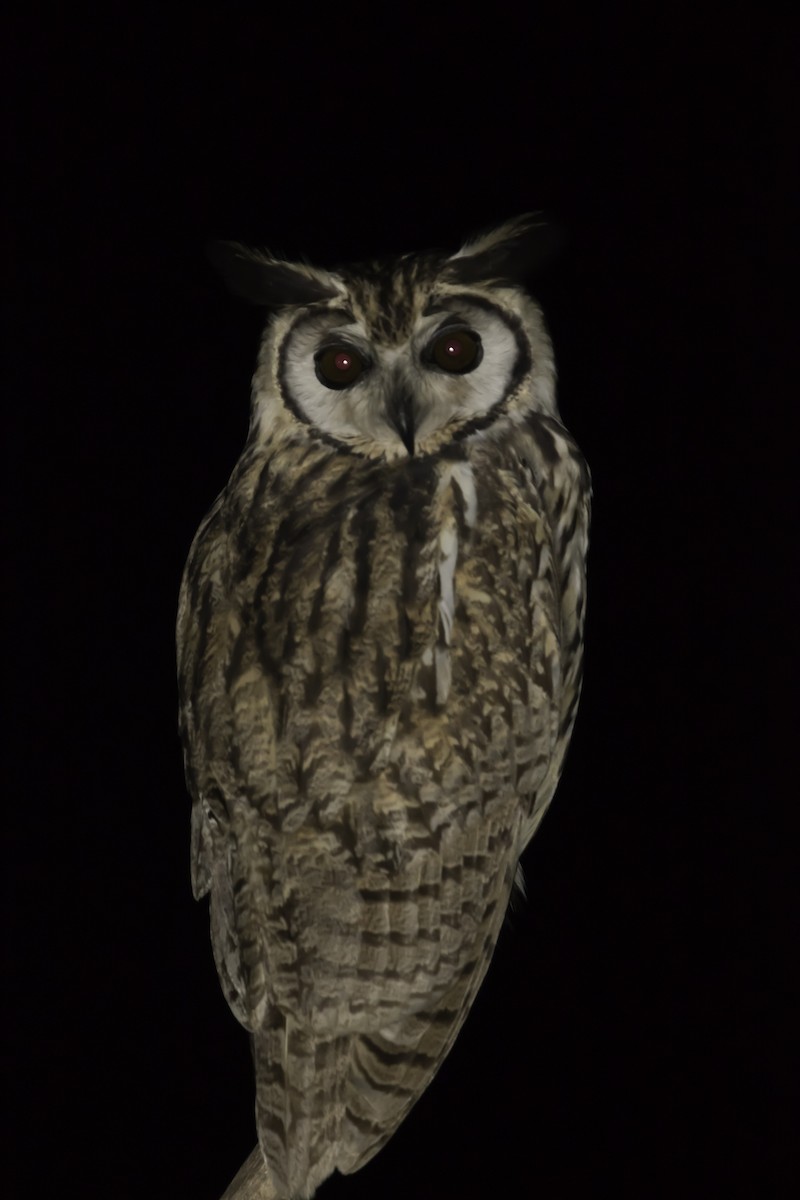 Striped Owl - ML203713061