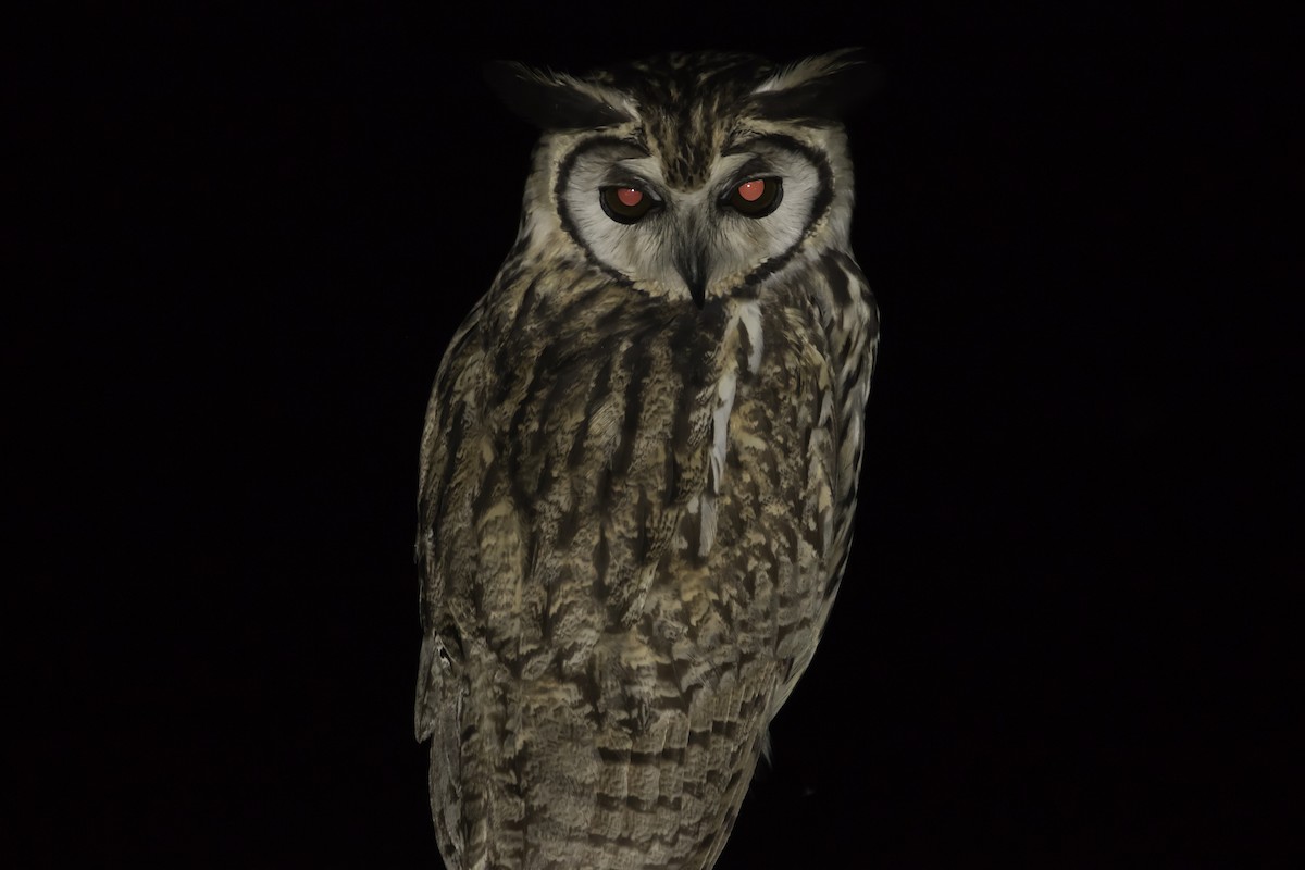 Striped Owl - ML203713081