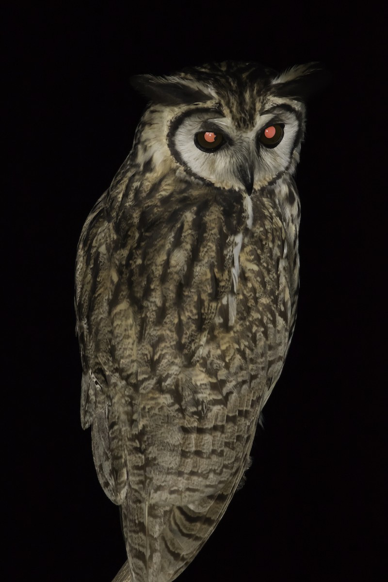 Striped Owl - ML203713361