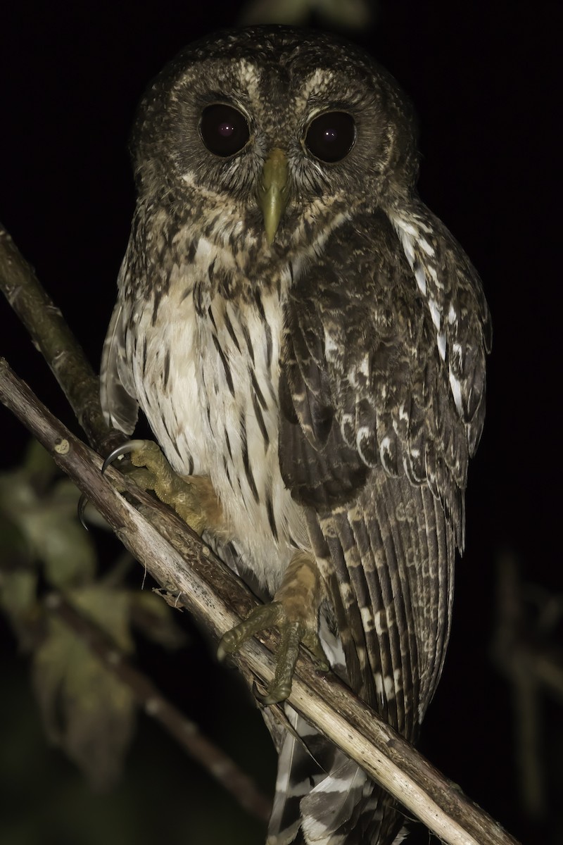 Mottled Owl - ML203713651