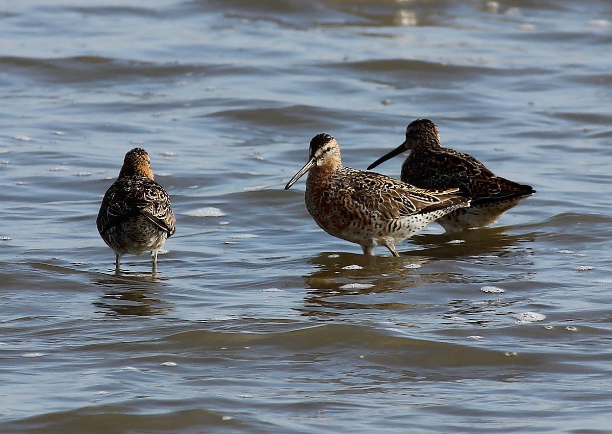 Long-billed Dowitcher - Devin Griffiths