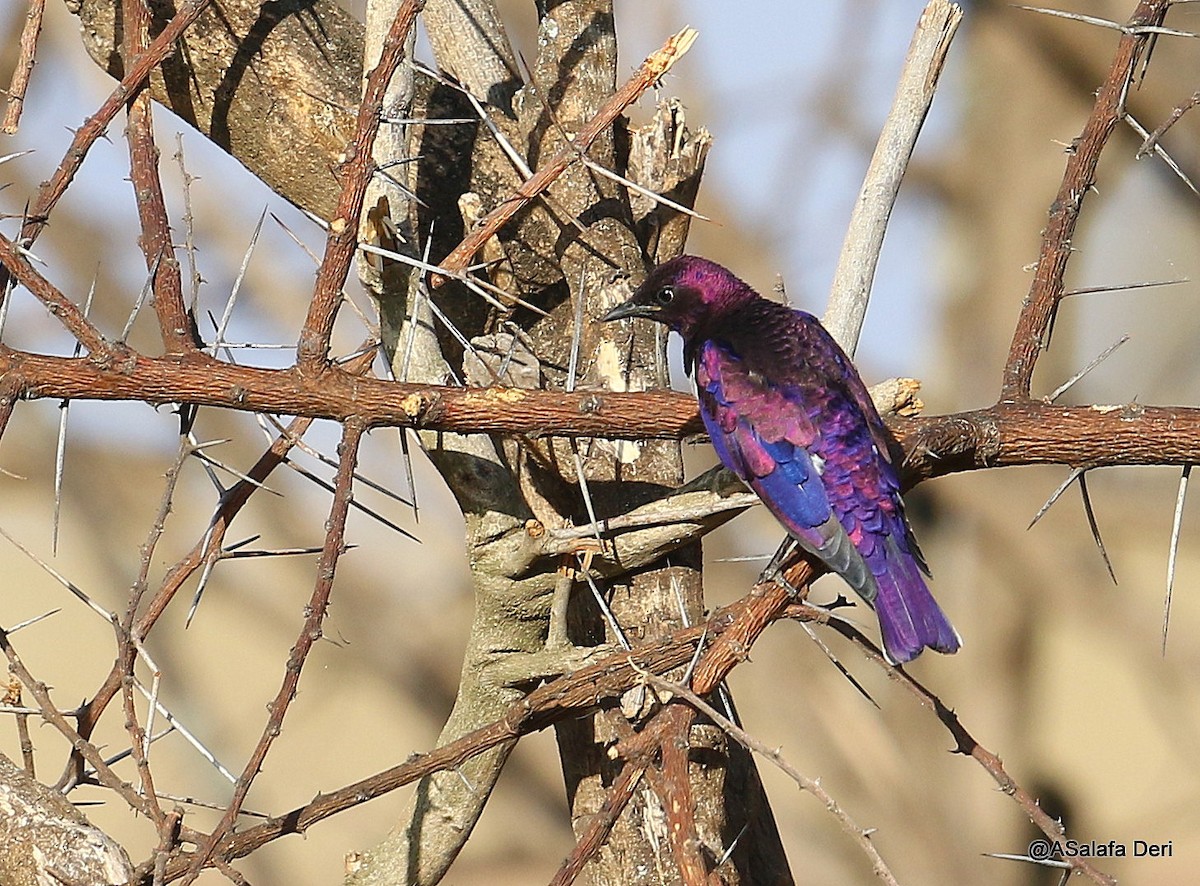 Violet-backed Starling - ML203714611