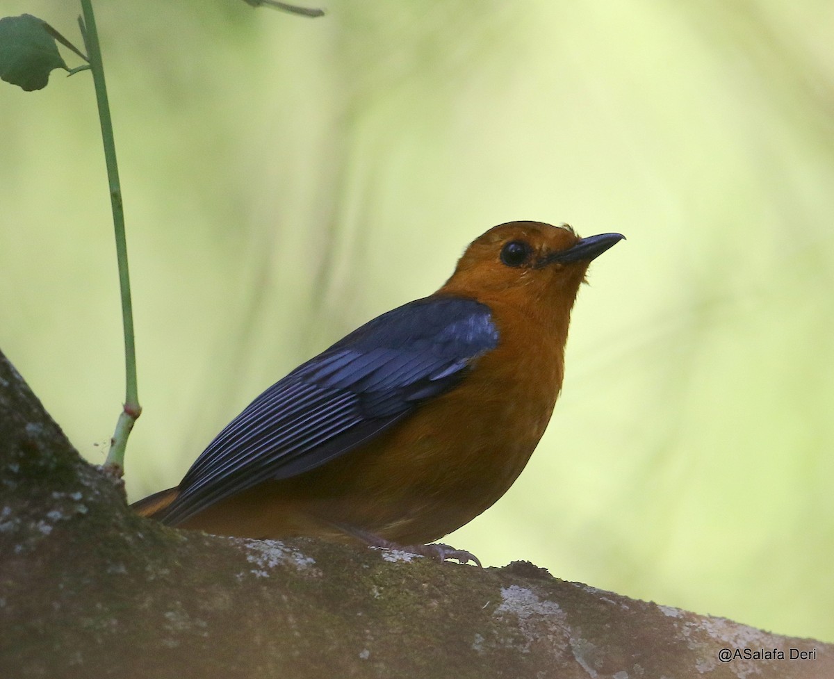 Red-capped Robin-Chat - ML203714881