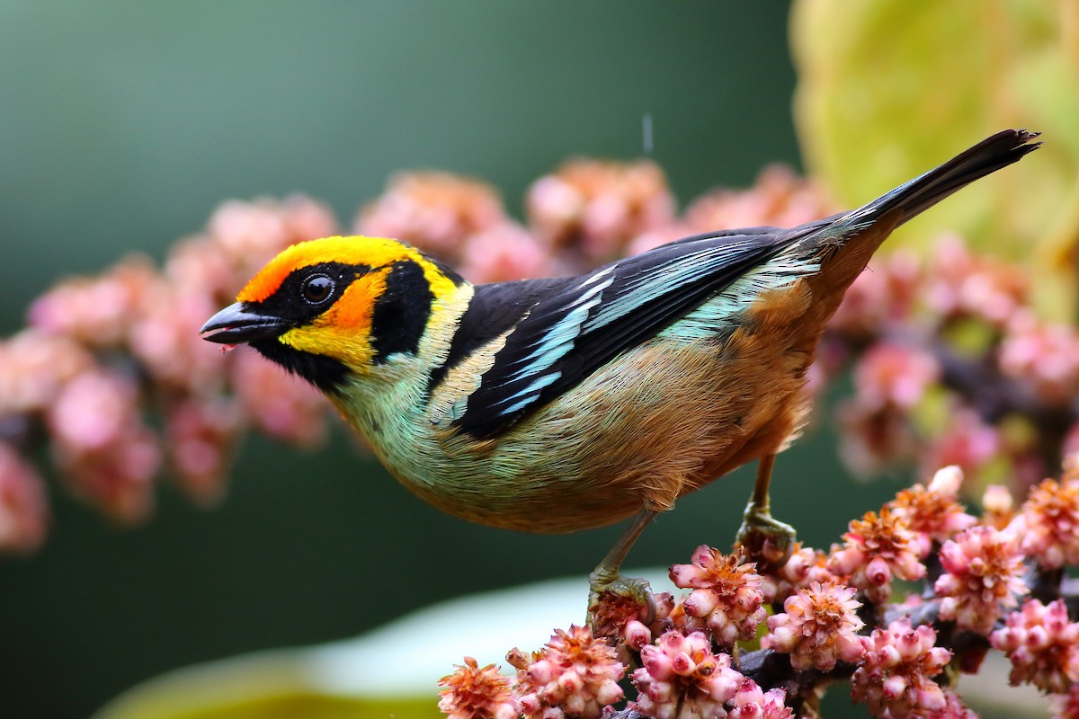 Flame-faced Tanager (Yellow-faced) - ML203716311
