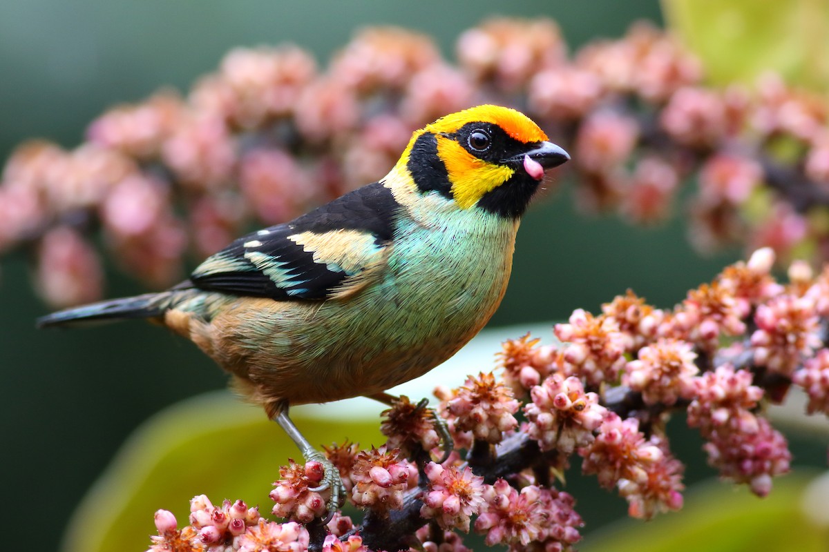 Flame-faced Tanager (Yellow-faced) - ML203716331