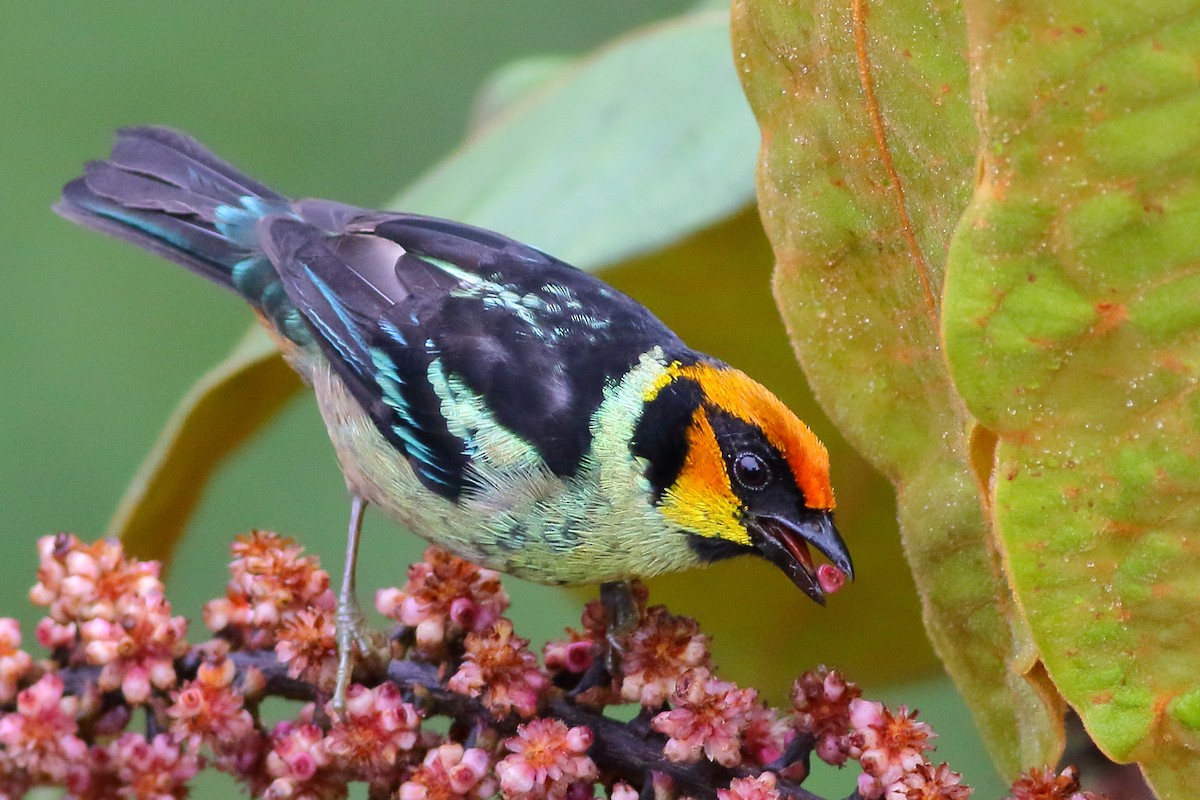 Flame-faced Tanager (Yellow-faced) - Sean Williams