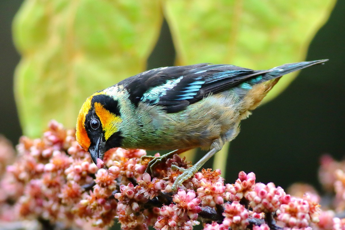 Flame-faced Tanager (Yellow-faced) - ML203716451