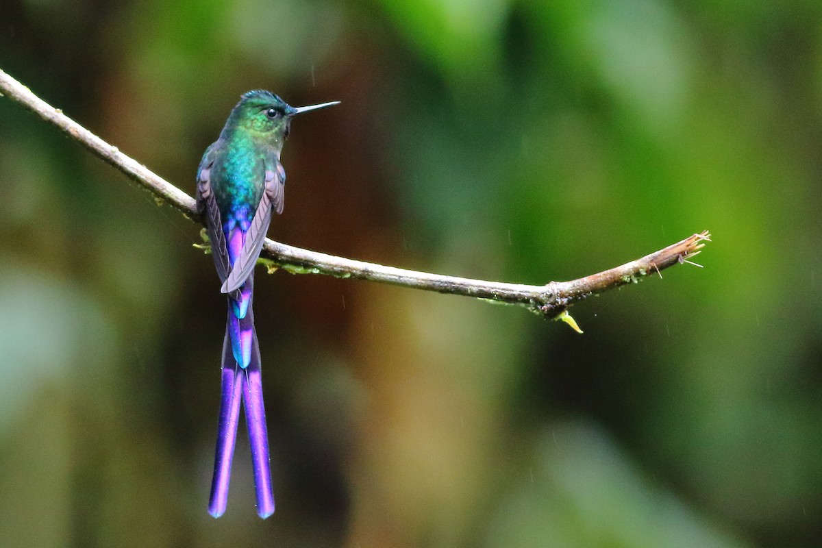 Violet-tailed Sylph - Sean Williams