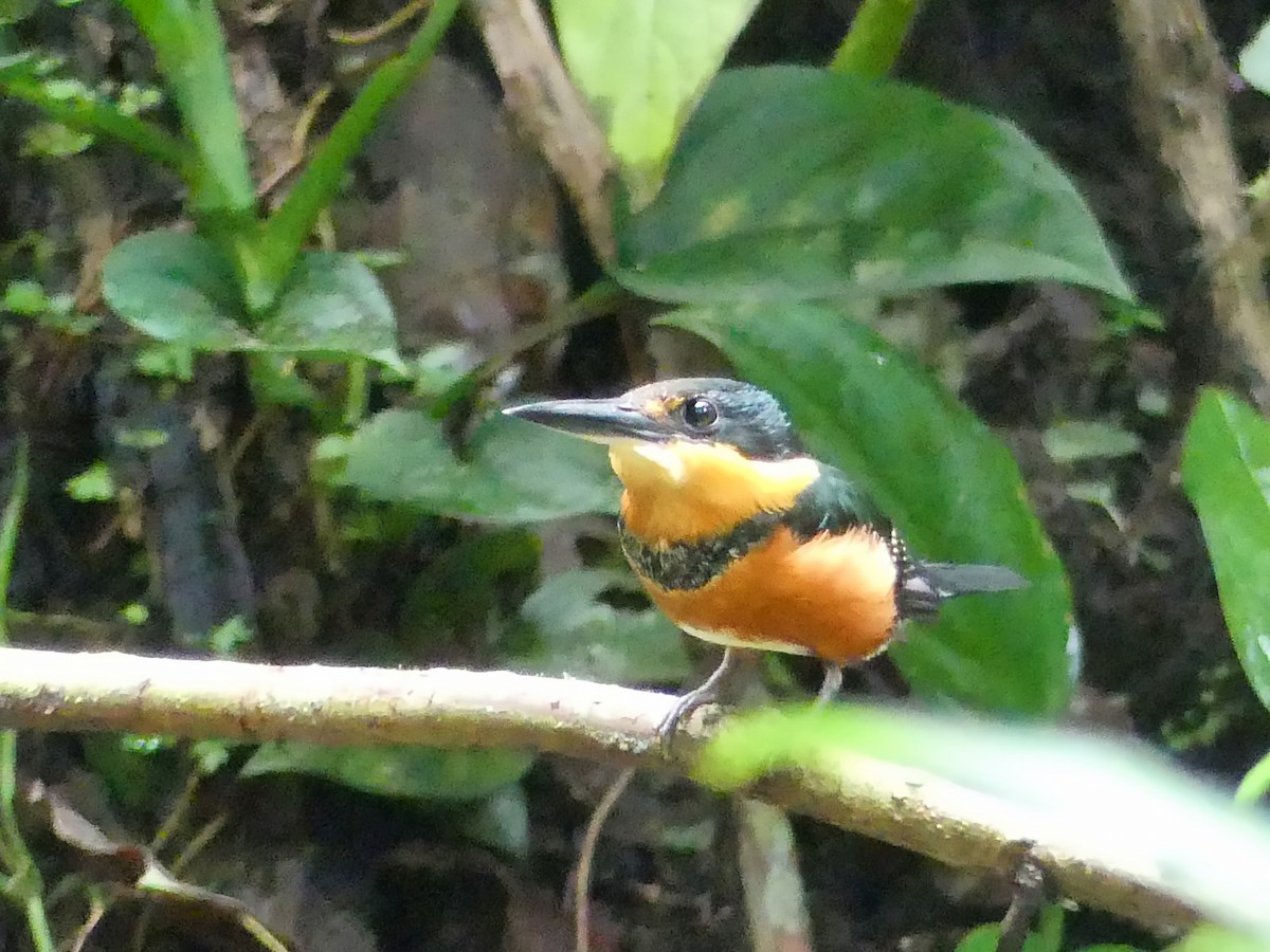American Pygmy Kingfisher - ML203719661