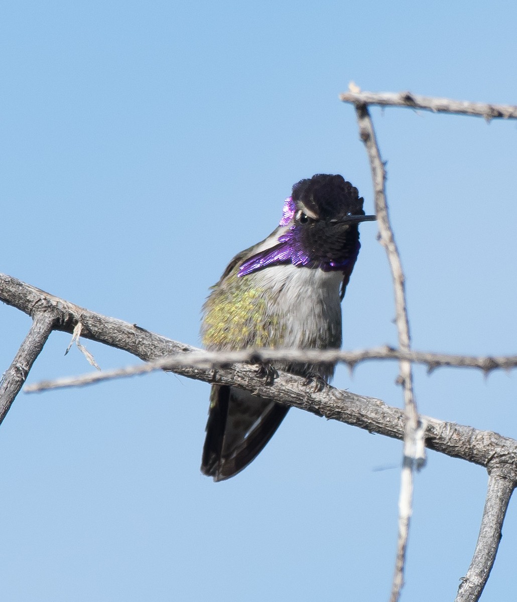Costa's Hummingbird - ML203722331
