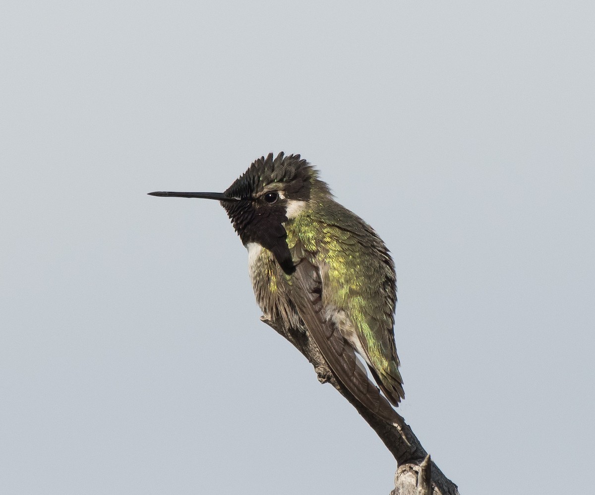 Costa's Hummingbird - ML203722341