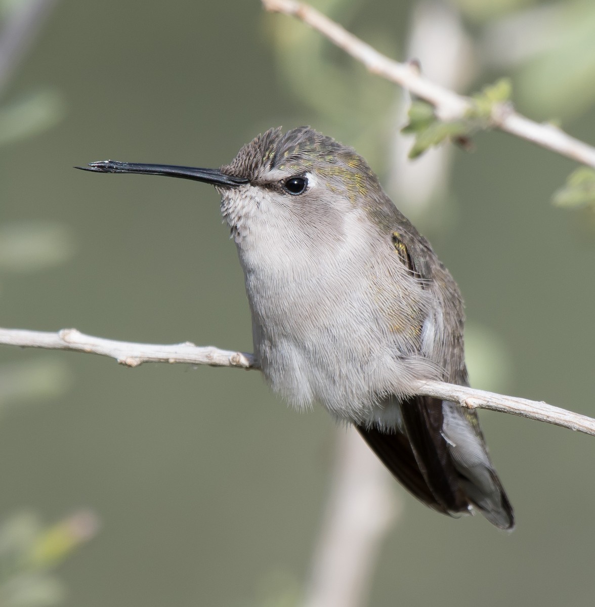 Costa's Hummingbird - ML203722351