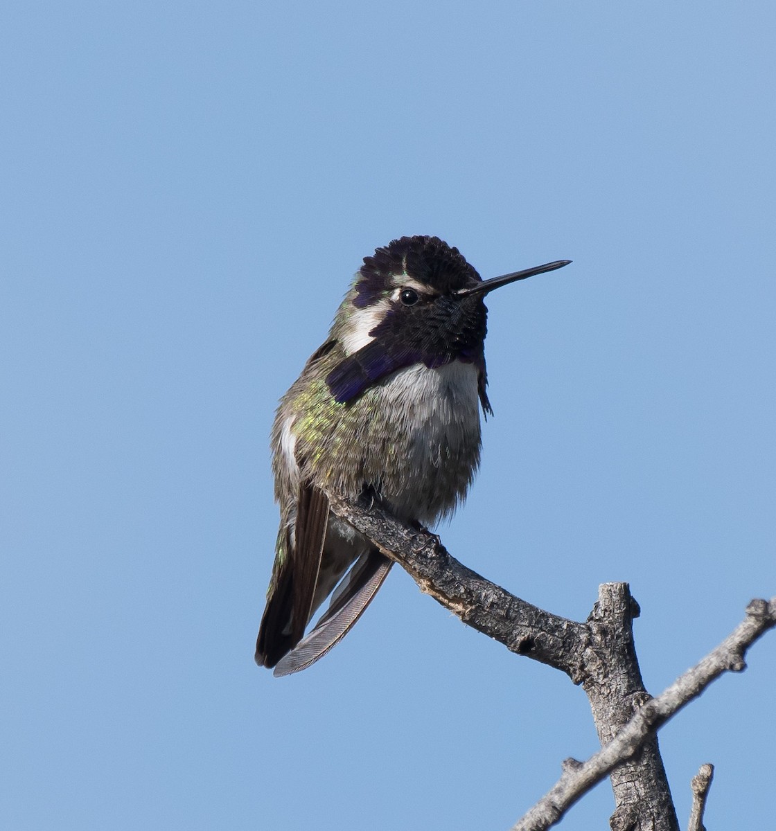 Costa's Hummingbird - ML203722361