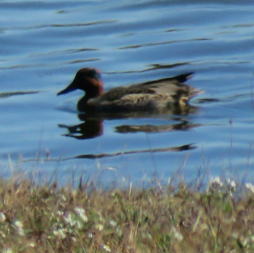 Green-winged Teal - Brad Jacobs