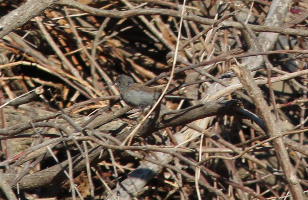Black-chinned Sparrow - John Harris