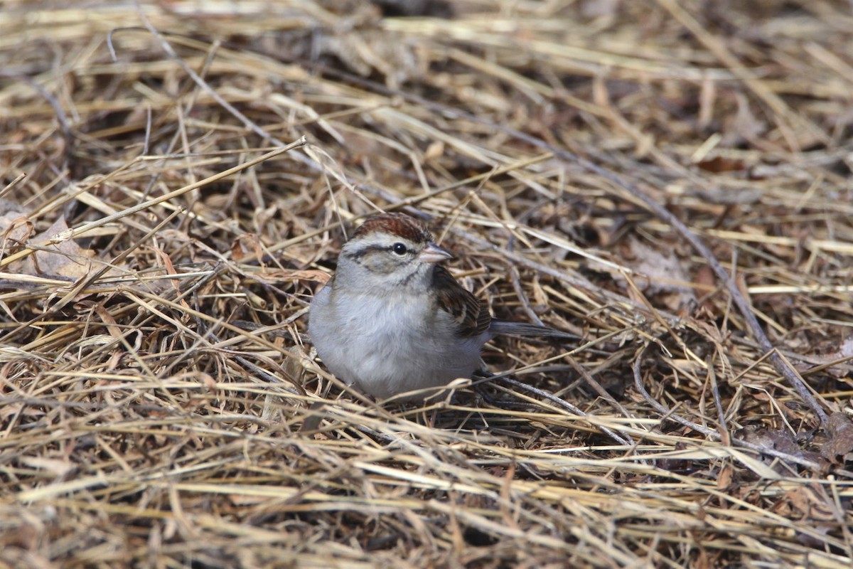 Chipping Sparrow - Vickie Baily