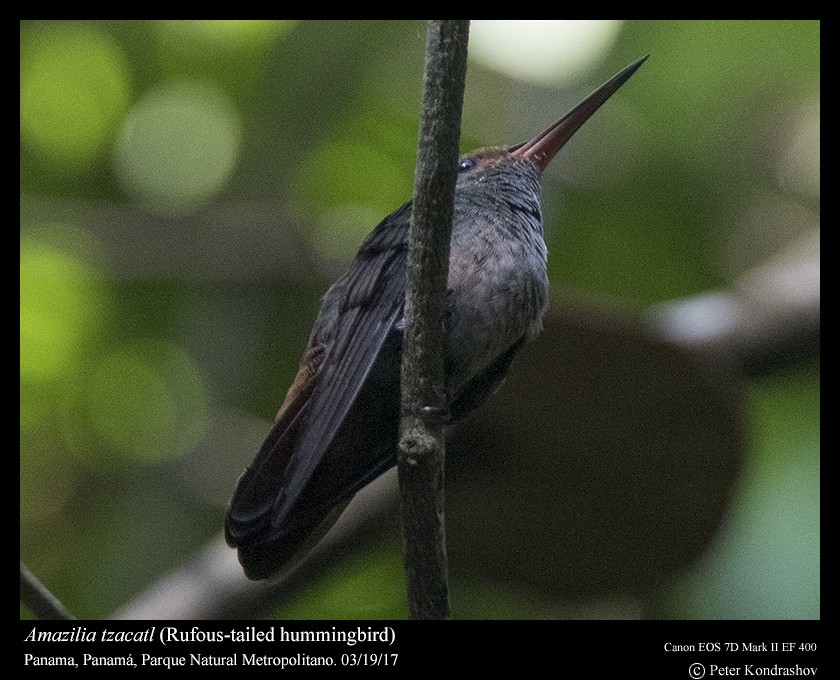 Rufous-tailed Hummingbird - ML203726381