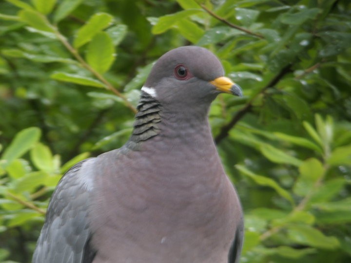 Band-tailed Pigeon - Andrew Emlen