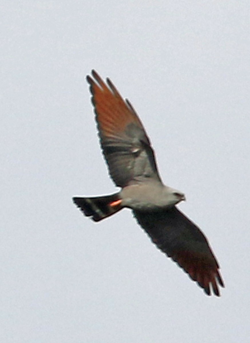 Plumbeous Kite - William Parkin