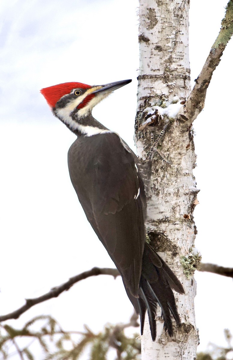Pileated Woodpecker - Austin Langdon