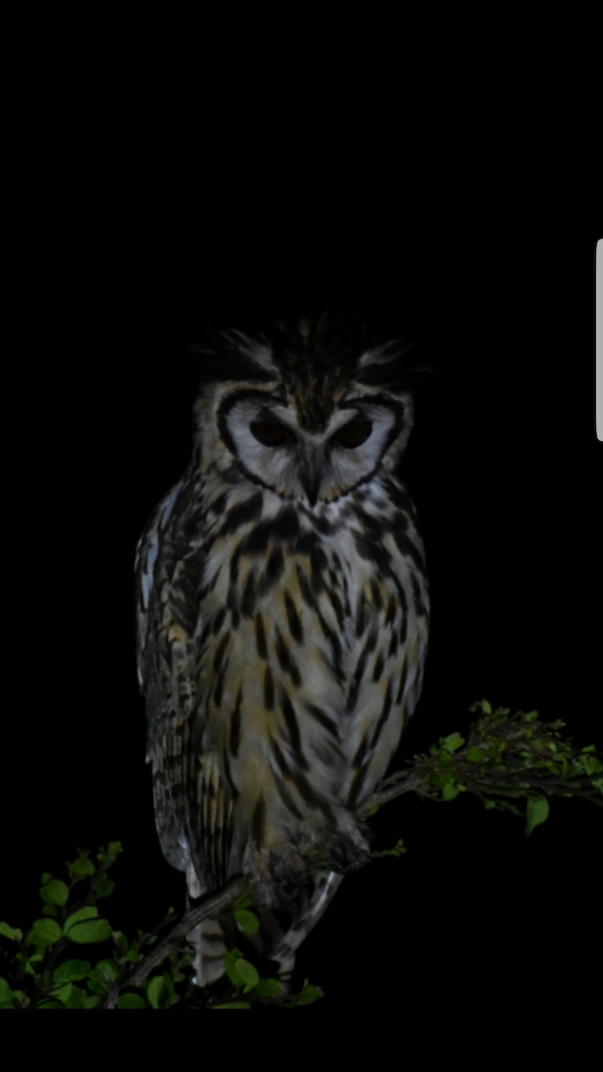 Striped Owl - ML203734281
