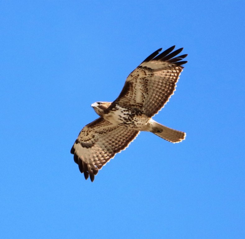 Red-tailed Hawk - ML203734531